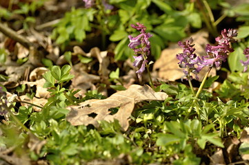 pink flowers of Corydalis in spring in the forest