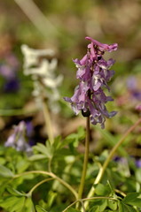 pink flowers of Corydalis in spring in the forest