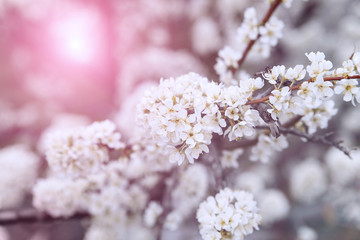 Blooming gardens and trees in spring. Plum blossoms are beautiful white flowers, pollinated by bees. Delicate clusters of flowers in the pink rays of the rising sun.
