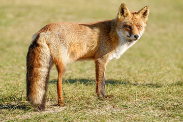 A magnificent wild Red Fox, the fox looks straight into the camera