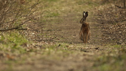 brown hare on a forest road