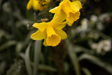 kwiaty, żółte żonkile, wiosna 