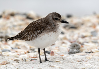 Black bellied Plover on the beach 