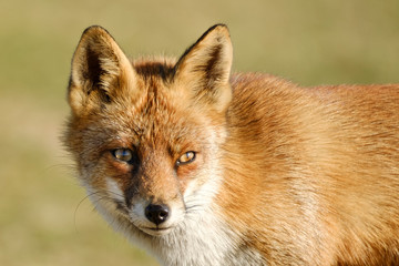 Naklejka na ściany i meble A magnificent wild Red Fox, the fox looks straight into the camera, part of anima