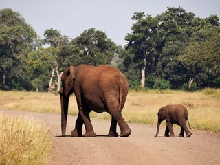 Fototapeta na wymiar Mom and baby elefant