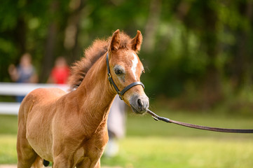 Portrait of chestnut foal on horse show.