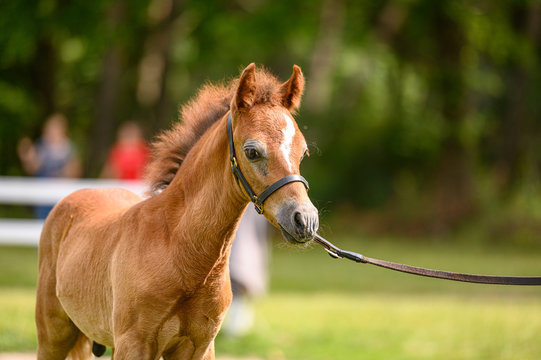 Portrait of chestnut foal on horse show.