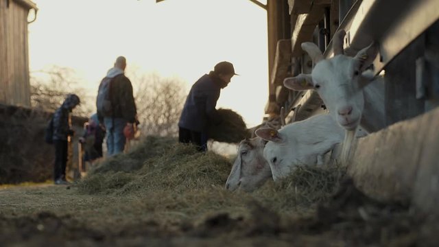 goats being fed by people