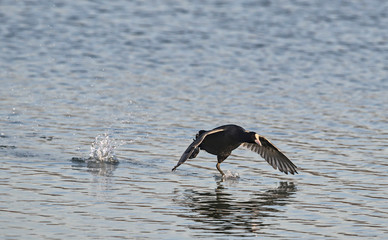 Coot (Fulica atra), Crete, Greece