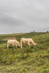 Charolais breed cow on a pasture. Livestock in France. Agricultural grounds. Eco milk and meat. Natural products. Breeding cream Charolese cows. Ecology of life. Cow farm.