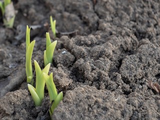 young plant in soil