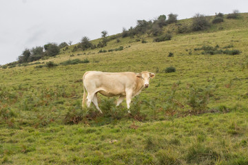 Charolais breed cow on a pasture. Livestock in France. Agricultural grounds. Eco milk and meat. Natural products. Breeding cream Charolese cows. Ecology of life. Cow farm.