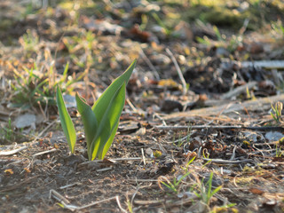 young plants in the garden