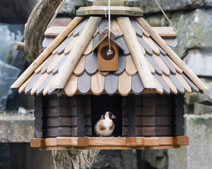 Chardonneret elegant