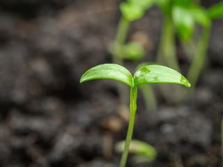 Young sprout after rain close-up