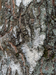 bark of a tree