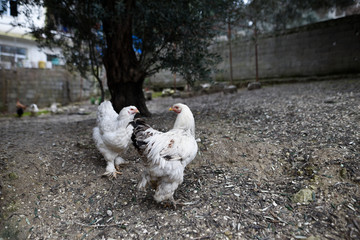 les poules