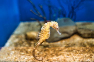 タツノオトシゴ © TOMO-NYAN