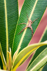 Spider is on a plant. 