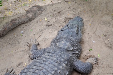 Crocodiles or true crocodiles are large semiaquatic reptiles that live throughout the tropics in...