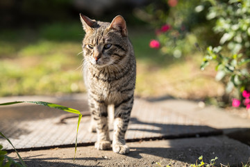 a cute cat walking around