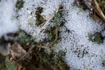 Snow lies on the moss close up. Macro photography of Melting snow in the forest. Details of melted snow crystals on the green moss background. Spring in the forest. Belarus, Minsk.