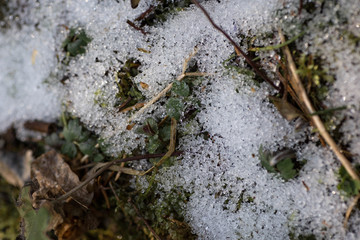 Snow lies on the moss close up. Macro photography of Melting snow in the forest. Details of melted snow crystals on the green moss background. Spring in the forest. Belarus, Minsk.