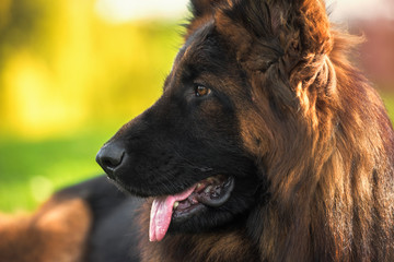 Close up portrait of German Shepherd Dog in the park on a sunny day looking sideways.