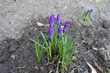 Flower buds of violet Crocus vernus in March