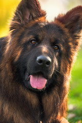 Close up portrait of purebred German Shepherd dog in the park on a sunny day looking at the camera.