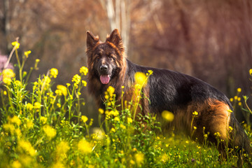 Portrait of purebred german shepherd dog in a park with yellow flowers on a sunny day.