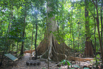 Giant Tung Tree in the  Cat Tien Nationalpark in the south of  Vietnam