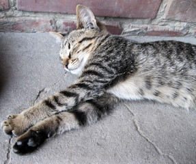Little cat lying on the concrete.