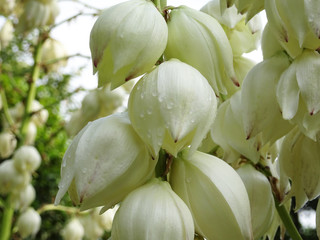 水滴が付いたイトランの花／Yucca filamentosa