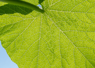 Makroaufnahme eines Grünen Blattes - Struktur im Blatt - Biodiversität