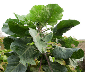 Focus of Big cabbage in the garden.