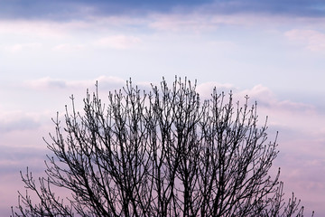Branches of a tree. Silhouette of the branches of a naked tree at sunrise