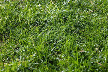 green grass plant close up