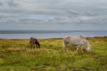 Pferde auf einer Weide bei den Cliffs of Moher an der irischen Südwestküste - Country Clare, Irland
