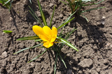 Top view of golden yellow flower of crocus in March