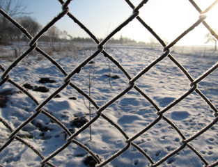 dry plants in snow, garden at winter against sun.