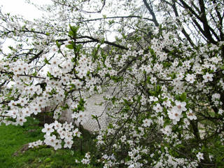 Spring flowering cherry, white flowers close-up, Selective focus and shallow Depth of field.