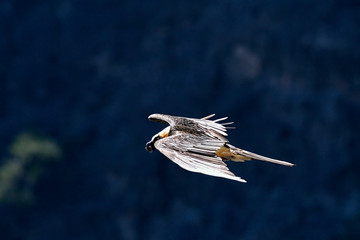 Bearded Vulture (Gypaetus barbatus), Crete