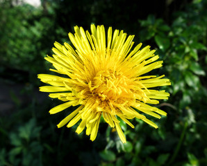 yellow dandelion flower close up, macro, spring background
