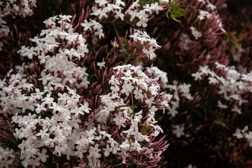 beautiful flowers blooming in spring