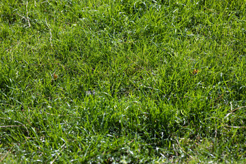 green grass plant close up