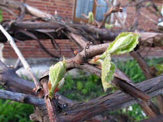 Young green tender shoots and leaves of grapes on the vine in the spring.