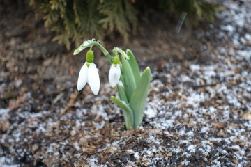 Thin cover of snow around white flowers of common snowdrops in February