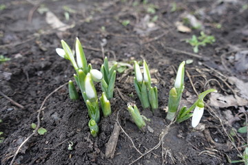 Sprouts of common snowdrops with white buds in March