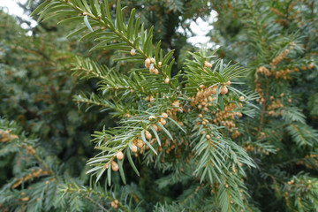 Naklejka na ściany i meble Twig of yew with male cones in March